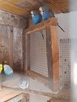 Andulky mladata 2025 - 2