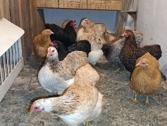 Zdrobnelá wyandotka - 2