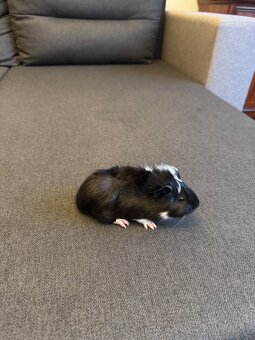 Morské prasiatka - 2