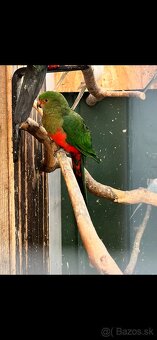 Papagáj kralovsky nelieta - 2