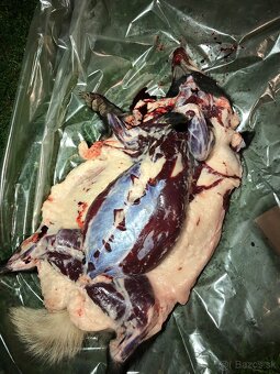 Jazvečia masť 100% - 2