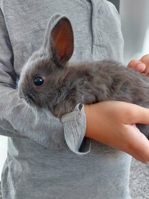 Zakrslý zajačik, zakrslý králik - 2