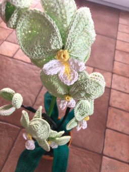 Hackovana orchidea nova - 2
