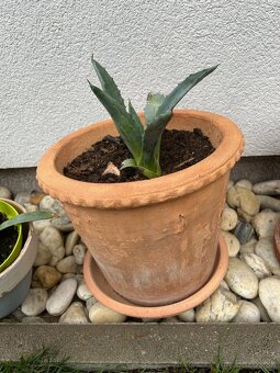 Agave (18cm) v hlinenom crepniku - 2