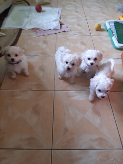 Bišon (bichon) - 2