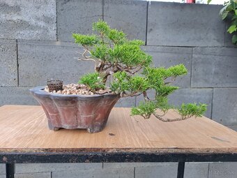 Bonsai / bonsaj - rozne, foto v prilohe, ponuka v texte - 2