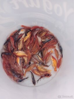 Jazierkove ryby koi - 2