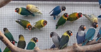 Agapornisy fischeri a škraboškové - 2