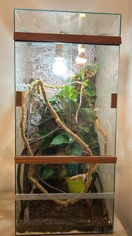 Predam rocneho samceka jemenskeho chameleona - 2