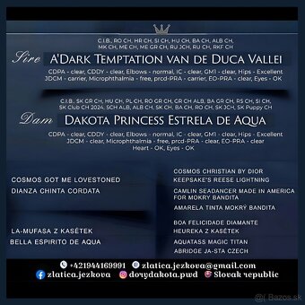 Portugalský vodný pes s PP - 2