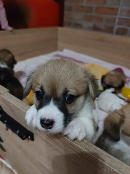 Welsh Corgi Pembroke - 2