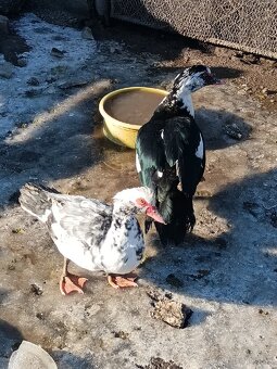 čínske kačice - 2