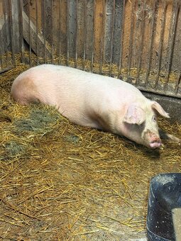 Svine,ošípané,prasata - 2