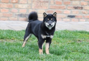 Shiba inu s PP - čierna sučka - 2