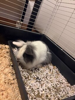 DARUJEM SURNE DVA ZAJACE - 2