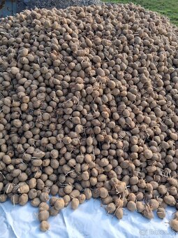 Predam krmne zemiaky - 2