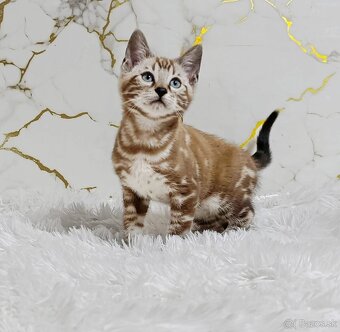 Sepia marbeld bengal boy - 2