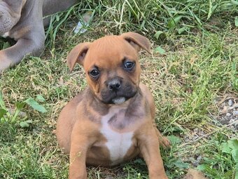 American bully kölykök - 2