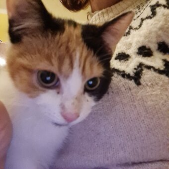 Vyhodené mačiatka a mačky - 2