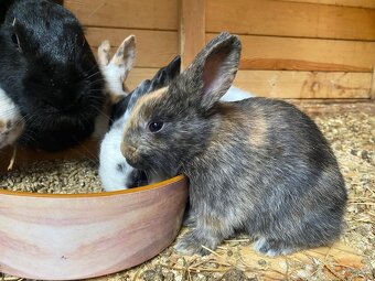 Hyla x Burgundsky x Dalmatinsky rex - 2