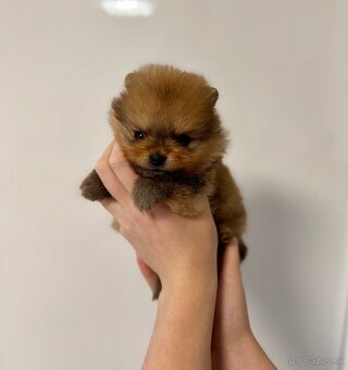 Pomeranian s PP - fenečka - 2