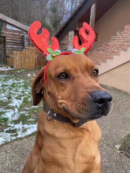 Rhodesian Ridgeback na krytie - 2