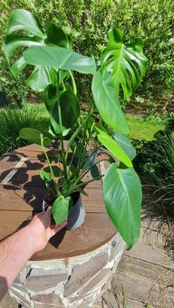 Monstera Deliciosa - 2