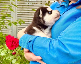 Modrooké šteňatá huskyho, medzinárodný rodokmeň FCI - 2