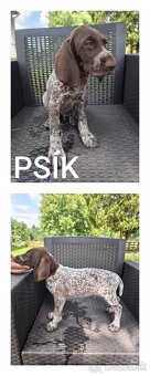 Nemecký krátkosrstý stavač - 2