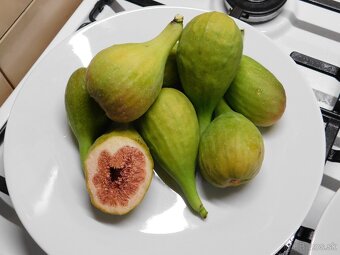 Figa - figovníky - 2