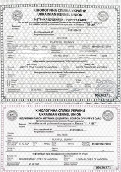 Maltézsky chlapec FCI - 2