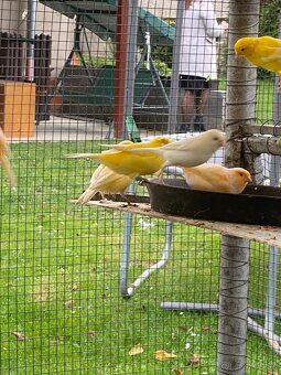 Predám kanáriky - 2