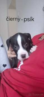 Americký Staford - 2