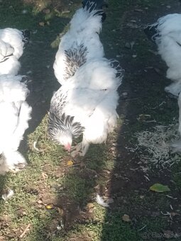 Brahmanka  veľká Columbia - 2