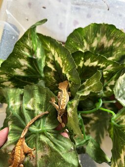 Pagekon riasnatý - 2