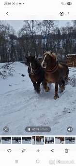 Predam ťažného žrebca - 2