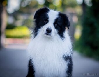 Border kólia s PP - 2