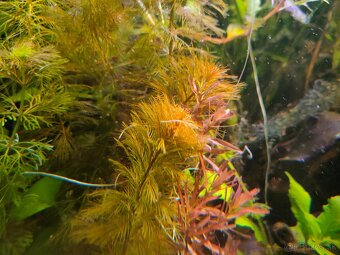 RASTLINY Z AKVARIA m - 2