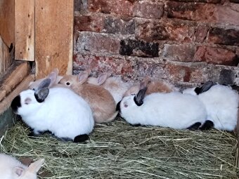 Predám kalifornský čierny - 2