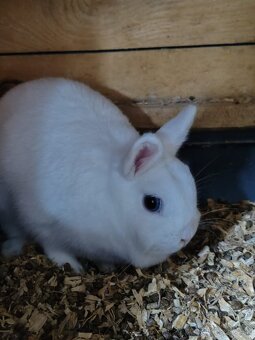 Zakrsle kraliky (cely chov) - 2