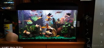 Akvárium Ferplast 60l - 2