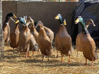 PREDÁM INDICKÉ BEŽCE - 2