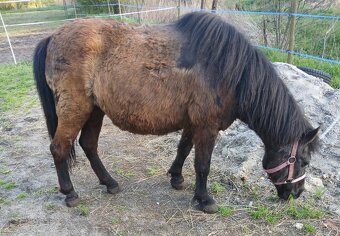 Pony kobylka - 2