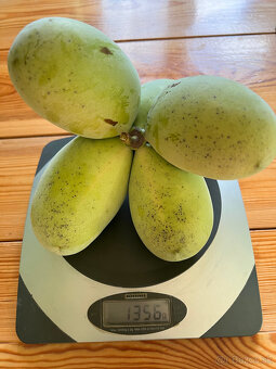 Asimina triloba-PAW-PAW - 2