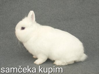 Kupim kraluka zakrsleho - 2