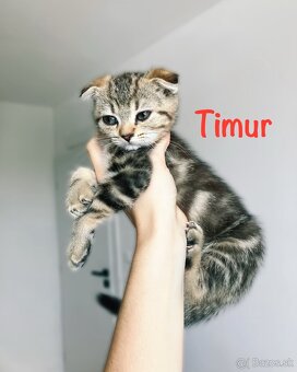 Scottish Fold / Straight - 2