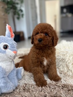 Miniature poodle, pudlik, pudel - 2