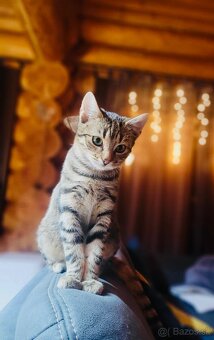 Darujeme mačičky - 2