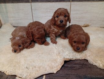 Cavapoo - 2