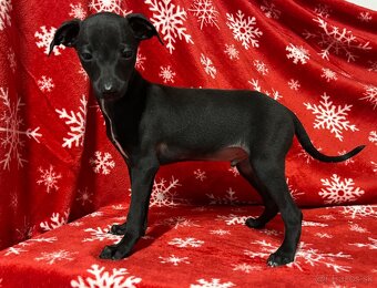 Taliansky chrtik - 2